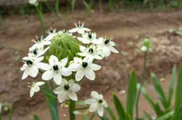 Foto - Sítio das flores