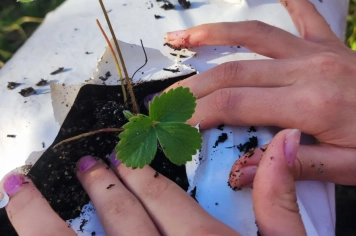 Alunos participam de aula sobre o cultivo do morango