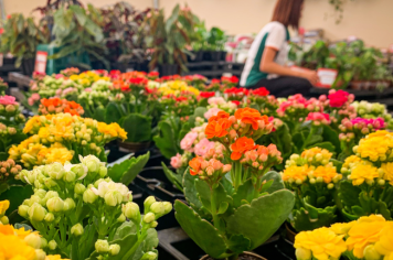 Dia de Campo apresenta oportunidades da floricultura