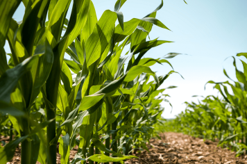 Emater convida agricultores para reunião sobre o Programa Operação Terra Forte