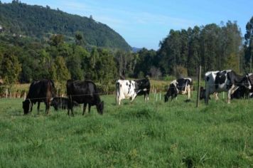 Secretaria Estadual da Agricultura, Pecuária e Desenvolvimento Rural abre financiamento para compra de kits de inseminação artificial