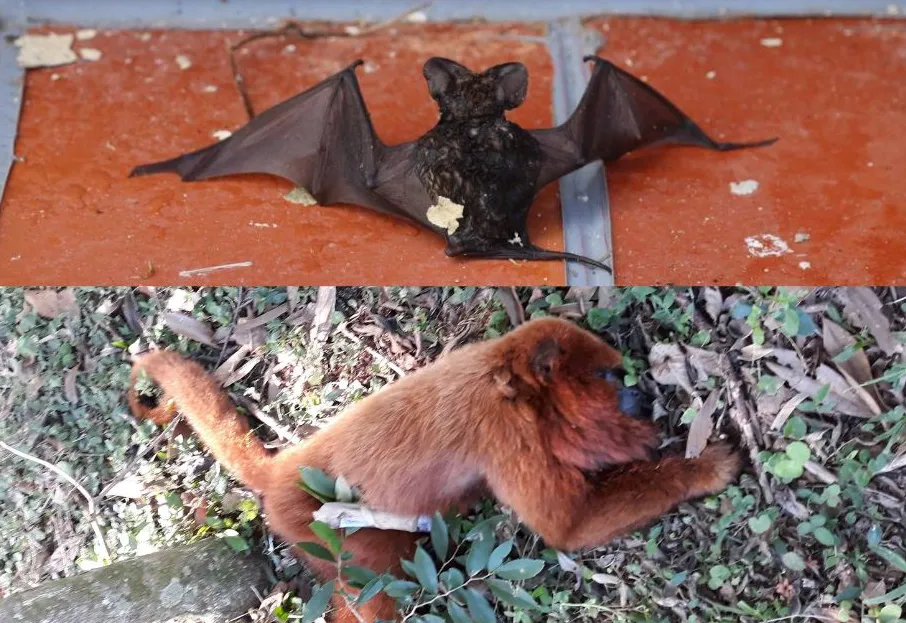 Saúde faz alerta sobre morcegos e bugios encontrados mortos